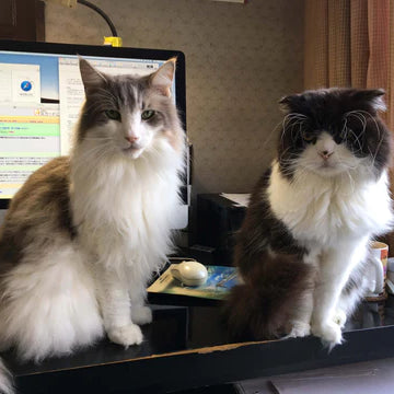 ネコと楽しむ　やさしい電子工作ライフ　その３